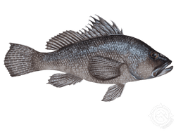 black sea bass